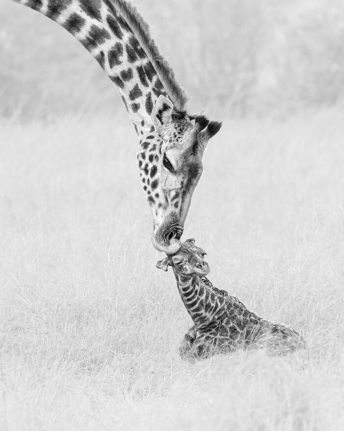 Поцелуй (Природа/Дикая Природа)