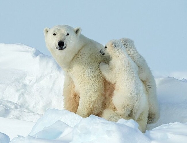 Весёлые картинки Выпуск 38