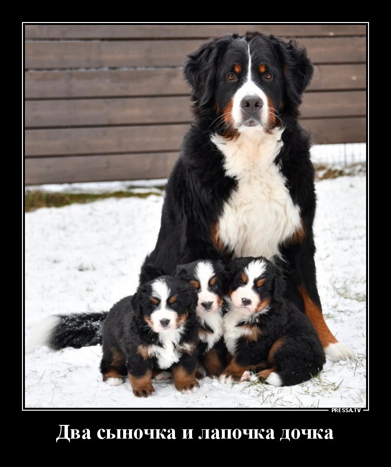 Весёлые картинки Выпуск 38