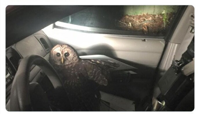 Полицейская машина в Луизиане попала в аварию после того, как в окно машины влетела сова и начала клевать патрульных