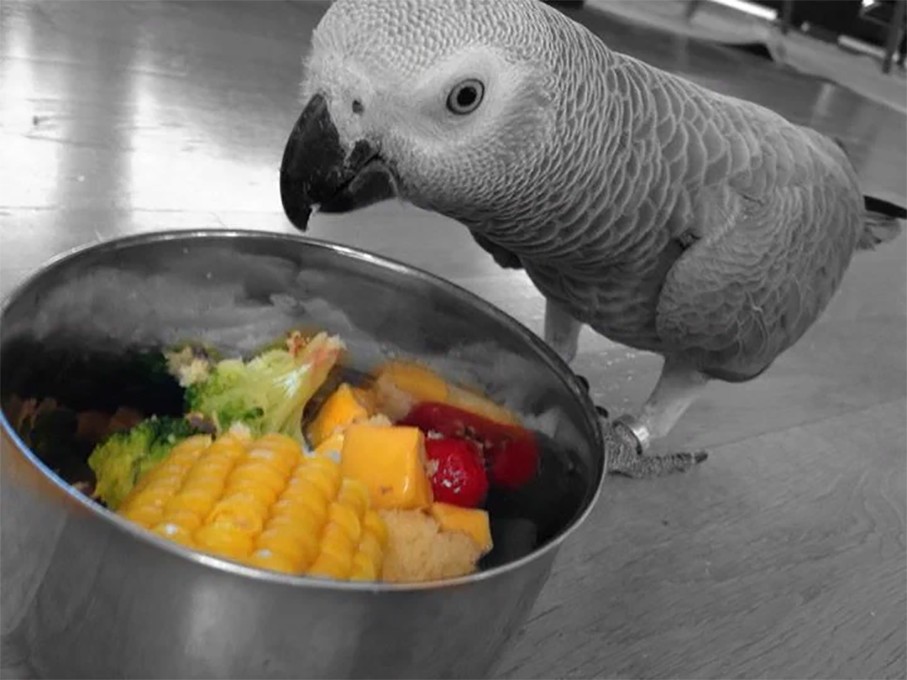 Где едят попугаев