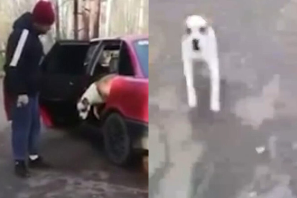 "Взять ее!": автомобилист в Мытищах натравил бойцовую собаку на девушку, которую едва не задавил