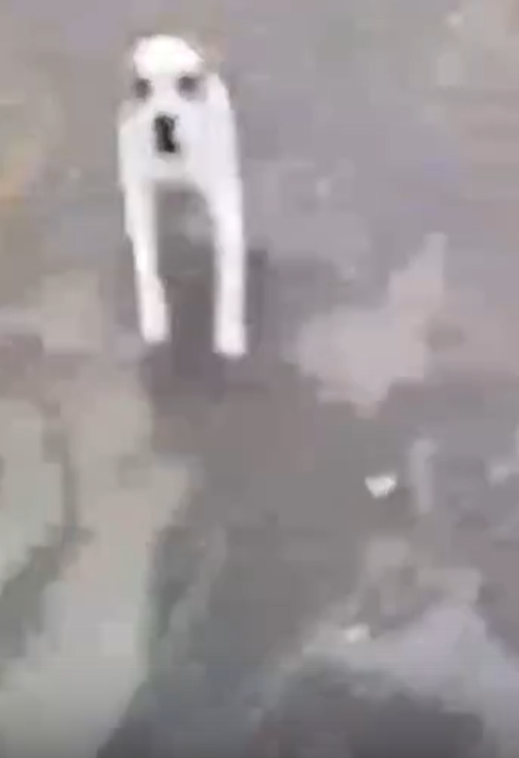 "Взять ее!": автомобилист в Мытищах натравил бойцовую собаку на девушку, которую едва не задавил