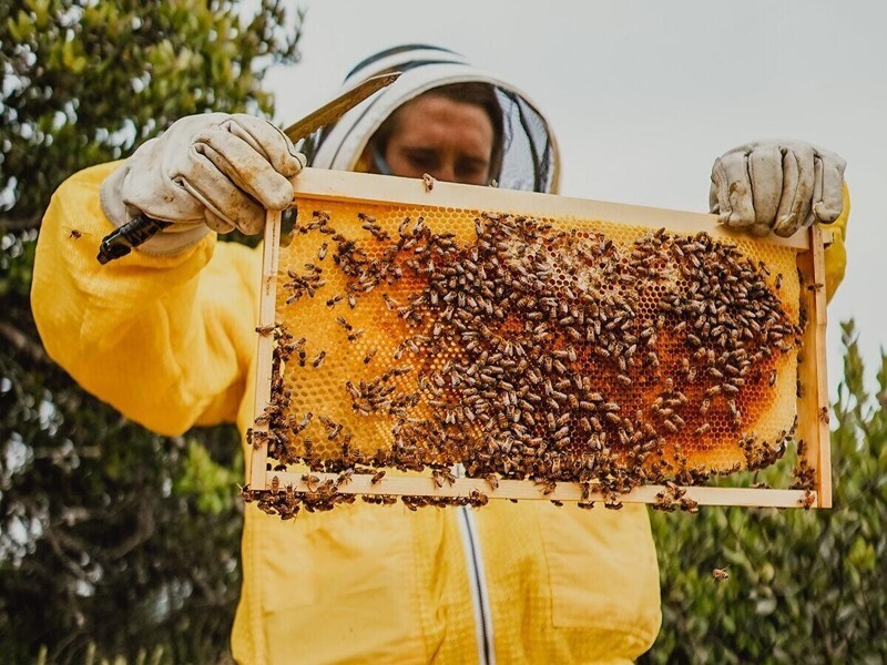 5. Хотя популяция пчел в мире продолжает сокращаться, организации по всему миру активно принимают меры, чтобы сохранить этих насекомых. Люди строят пчелиные "отели", запрещают использование вредных для них веществ, засеивают луга цветущими растениями