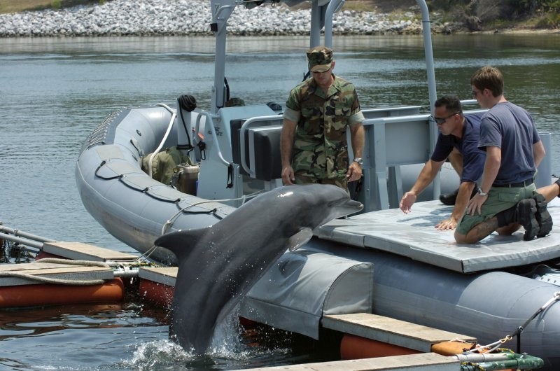 Отряды морского спецназа, состоящие из дельфинов. Как создавался Флот Морских Млекопитающих ВМС США?