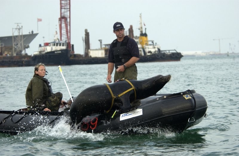 Отряды морского спецназа, состоящие из дельфинов. Как создавался Флот Морских Млекопитающих ВМС США?