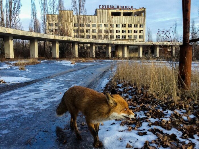 Почему в чернобыльской зоне живут и процветают животные