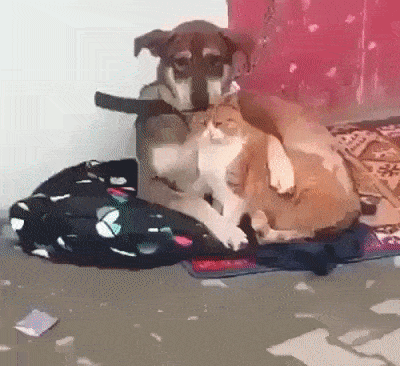 Просто гифки, всякие и разные Просто гифки, всякие и разные