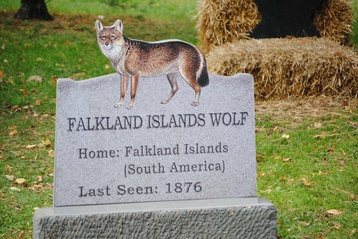 Фолклендский волк