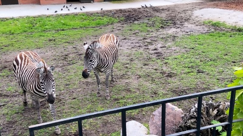 Любопытные зебры