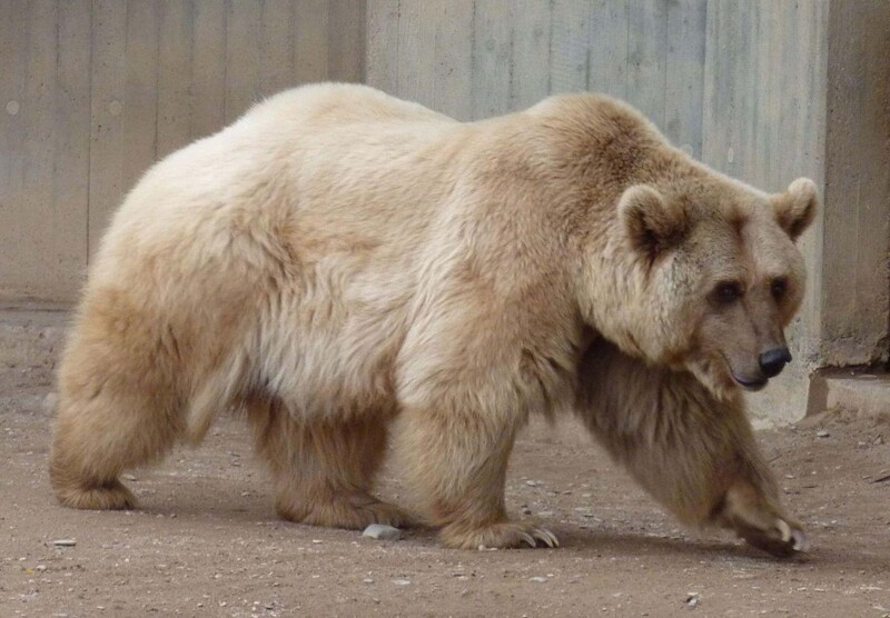 Белые медведи: Неочевидные факты. Охотится на моржей при помощи камней, продолжает род с бурыми медведями и невидим в тепловизор