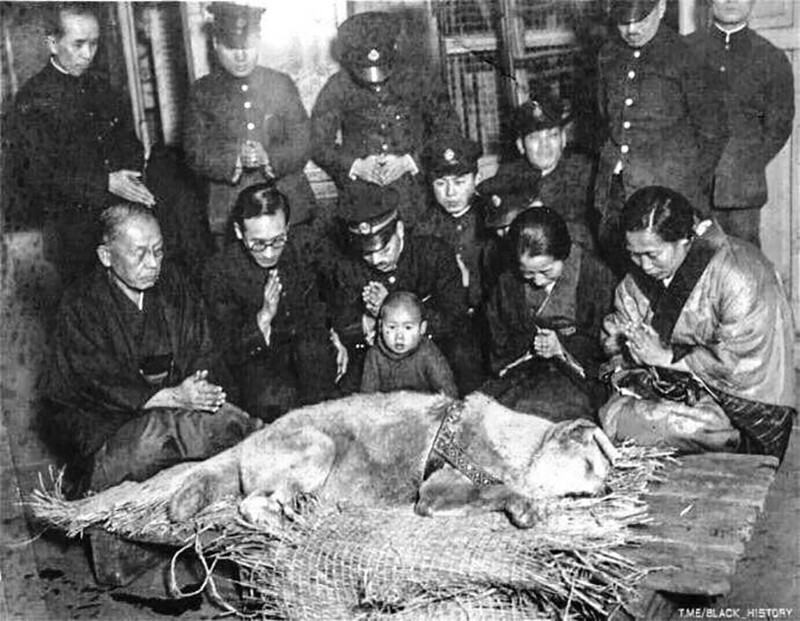 Посметрное фото Хатико, прождавшего своего погибшего хозяина более 9 лет. Япония, 1935 год