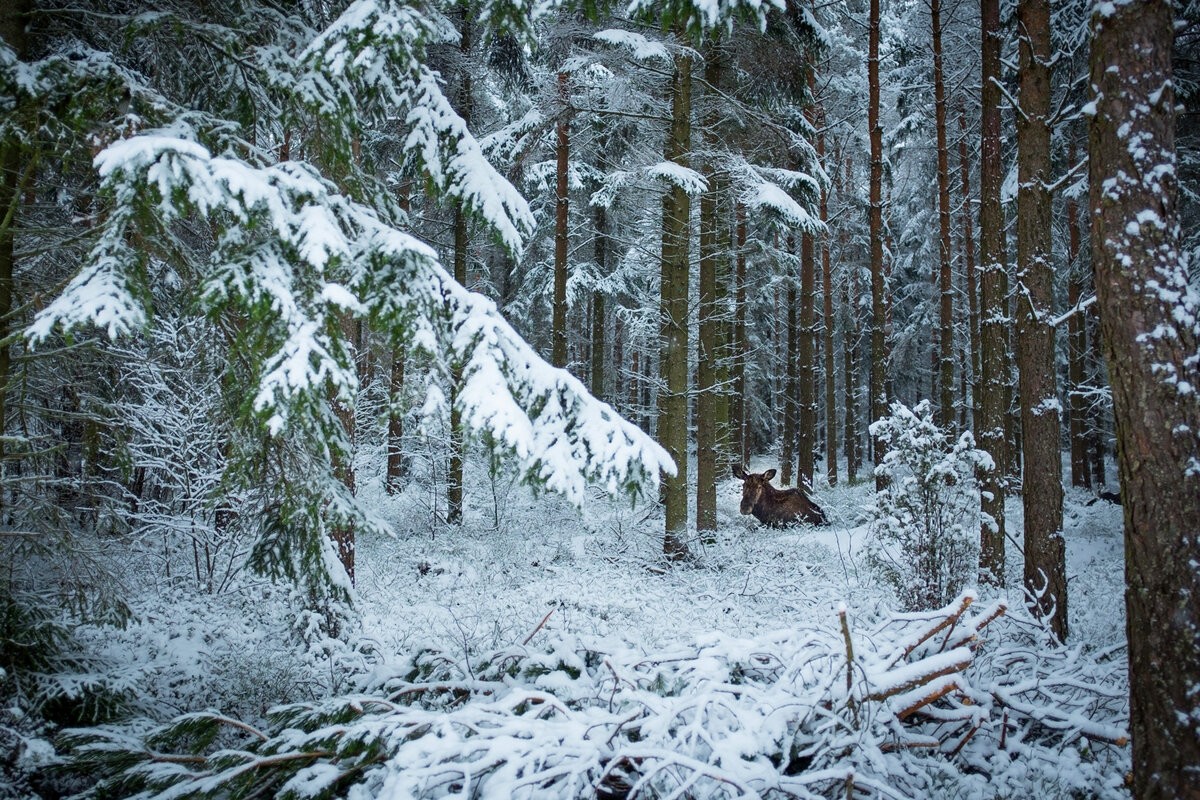 Почему лосю нелегко жить зимой: 9 особенностей из жизни «сохатого»