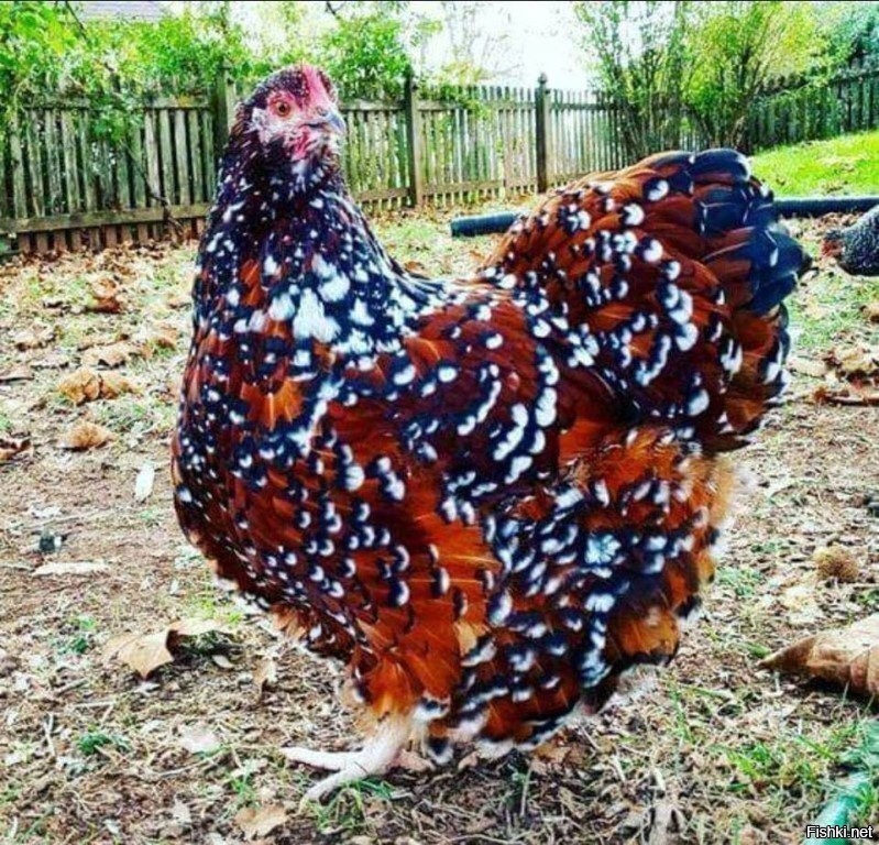 Рябая Курица Фото