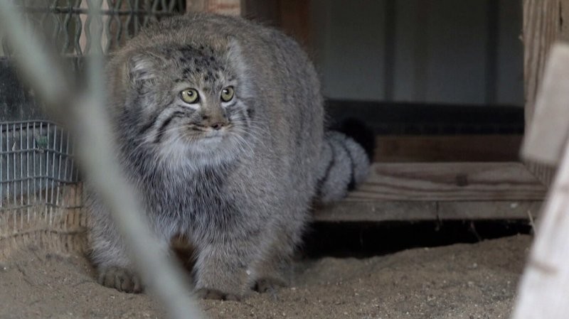 В Московский зоопарк прибыли два котенка манула
