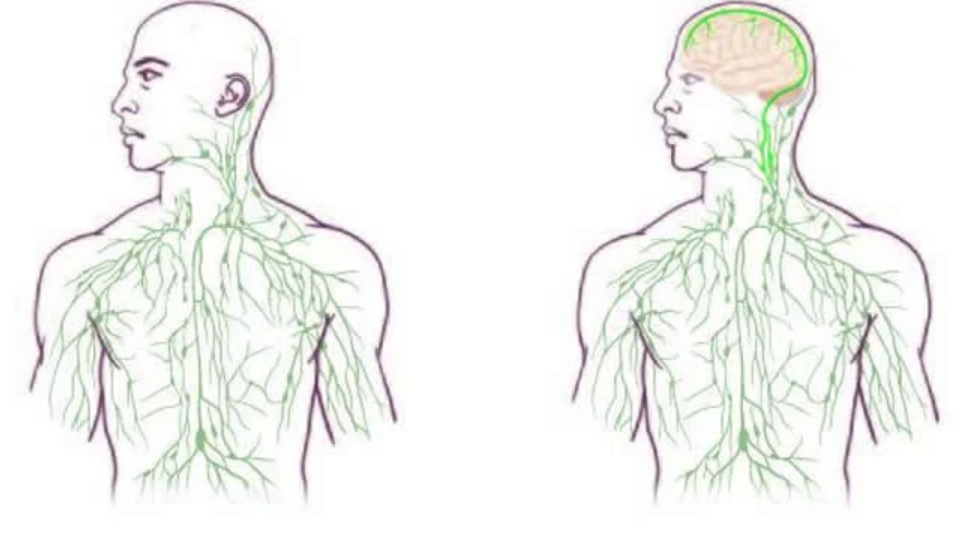 Революция в анатомии: органы и части тела человека, которые недавно
