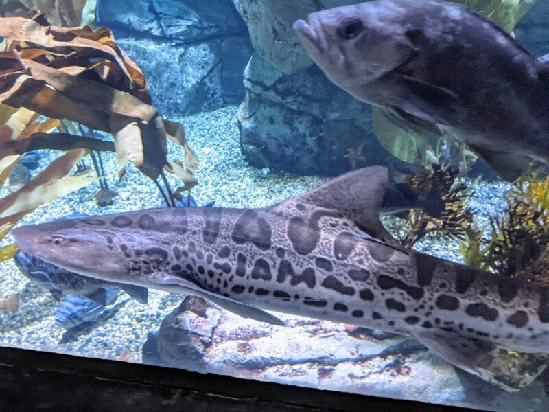 У этой леопардовой акулы есть надпись на боку "I am" (Я)