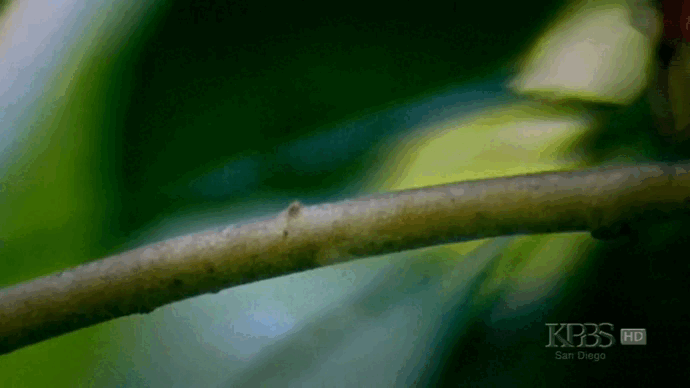 От сбора синих предметов до танцев на шесте: Экстравагантные способы привлечь самку, если ты птица