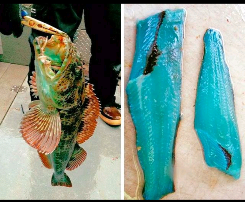 18. У зубастого терпуга мясо голубого цвета