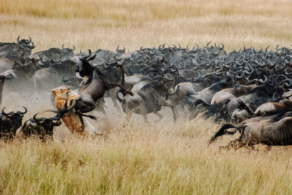 Звери чуют кочующие стада ставишь. Национальный парк Серенгети миграция гну. Великая миграция Серенгети.