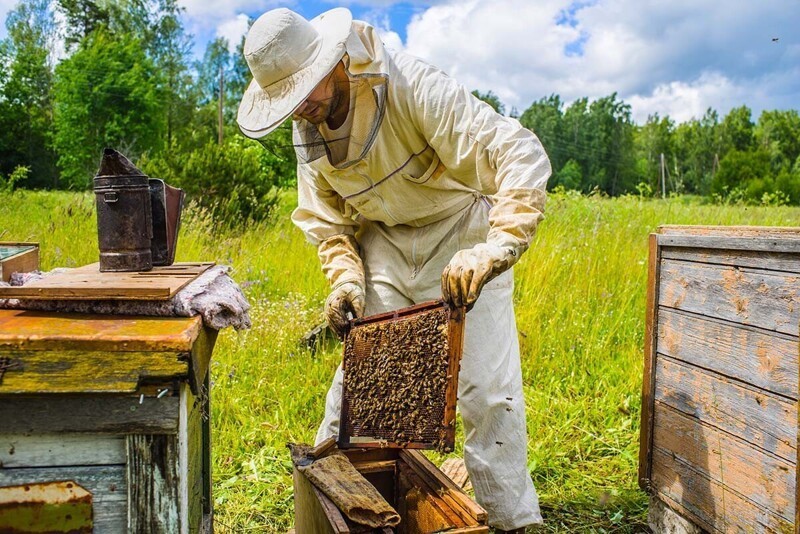 "У нас в дреевне есть перевозчик пчел. Все пчеловоды вызывают его, если надо переселить рой без вреда для людей и пчел"