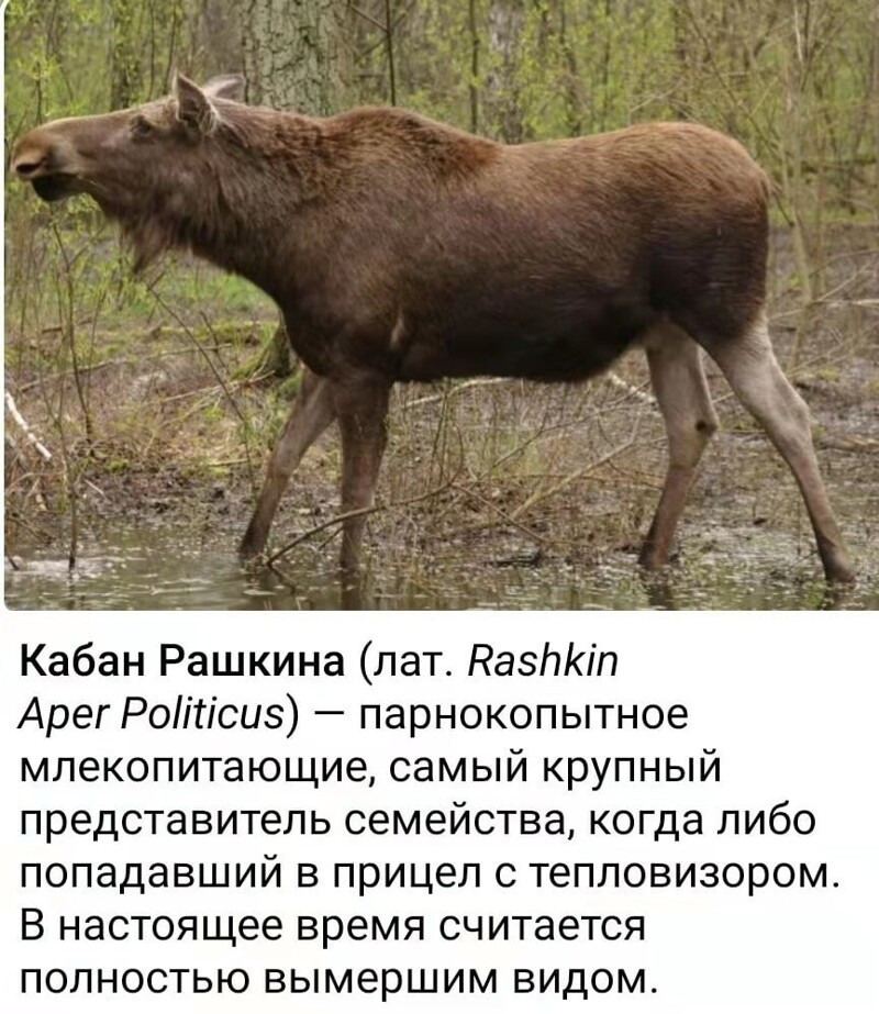 В мире животных ...