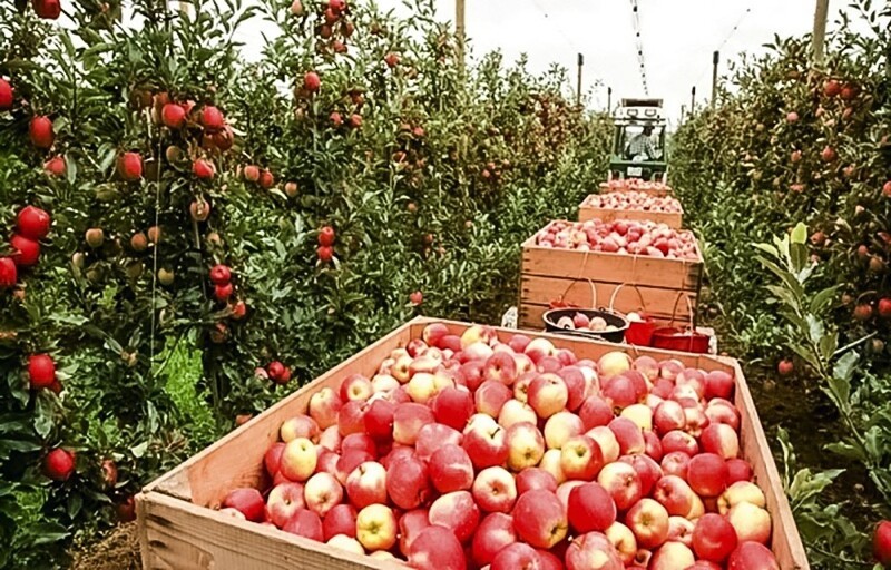 За время санкций на кубани высадили миллионы га яблоневых садов