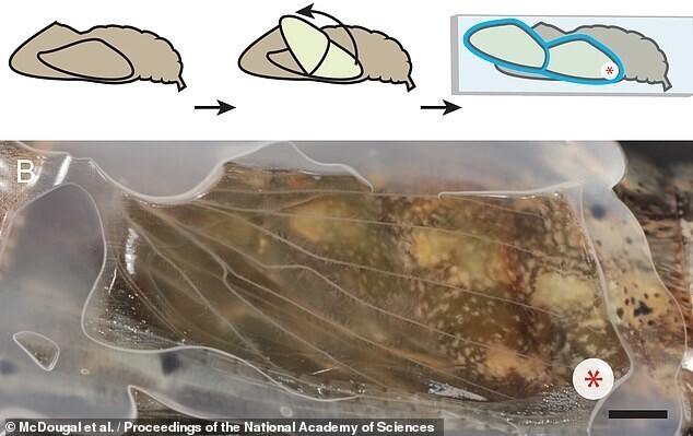 Ученые засняли удивительный процесс - формирование крыла внутри бабочки-куколки