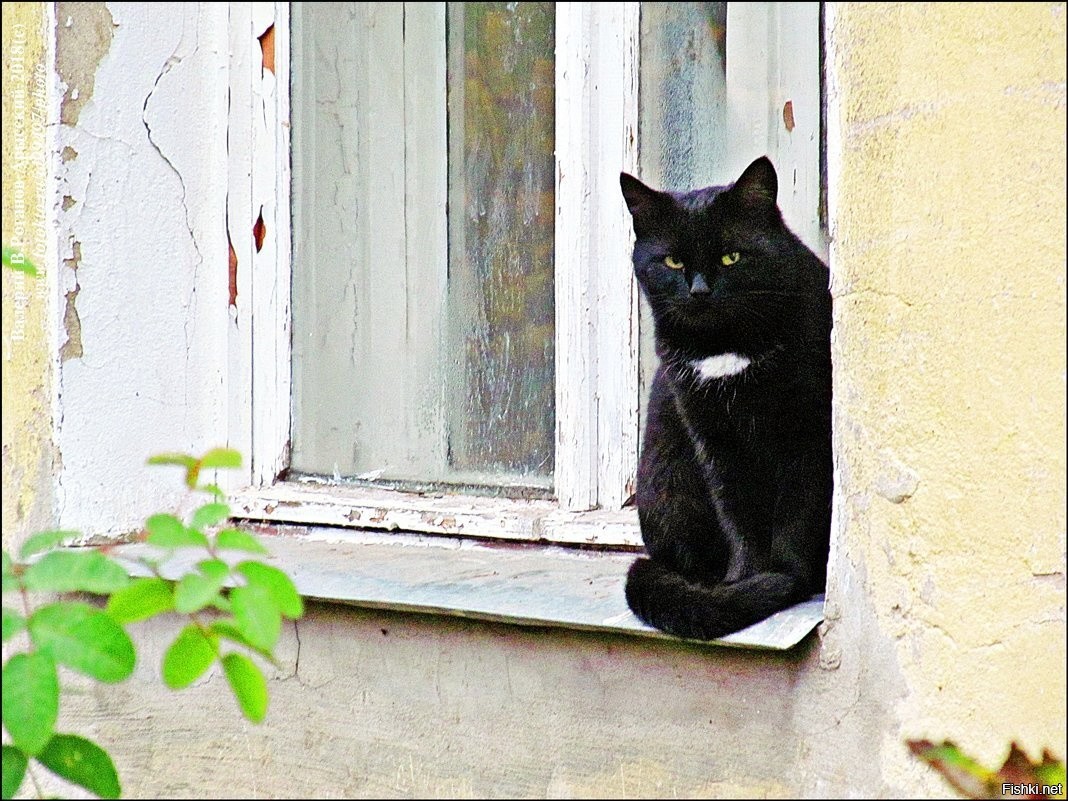 Оптимист старый. Кошка на окне. Черный кот на окне. Кошки на окошке. Коты в окне.