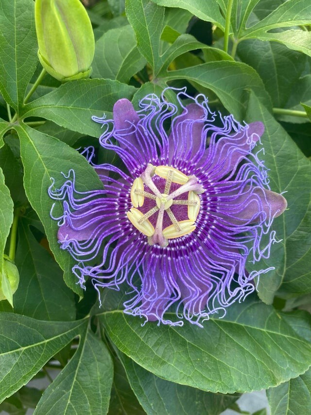Этот удивительный цветок я увидел в парке