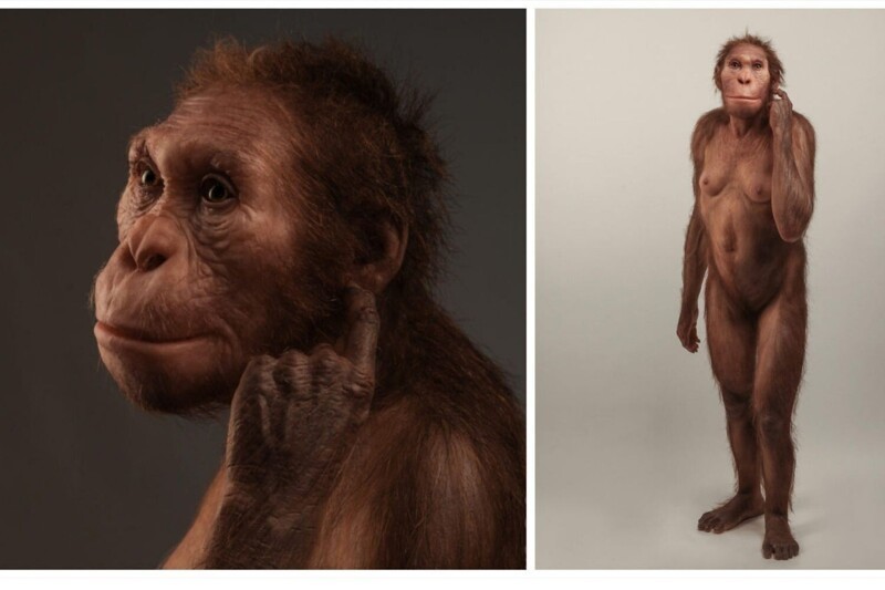 Ученые нашли останки древнего родственника человека, жившего 2 млн лет назад