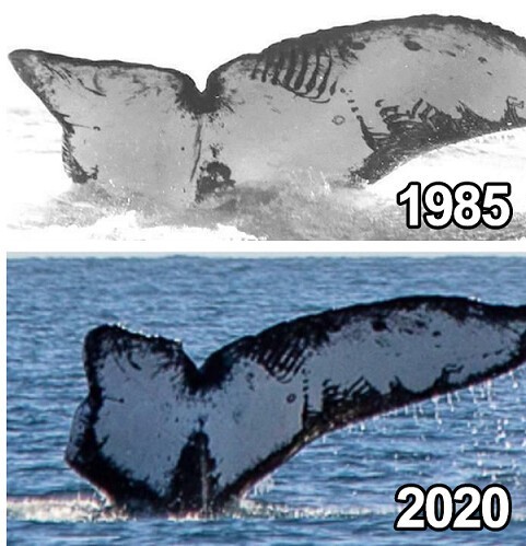 У западного побережья Мексики рыбаки встретили того же кита, что и 35 годами ранее