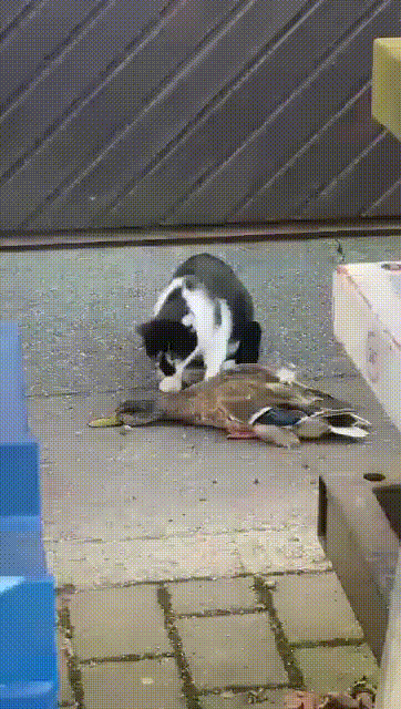 Эта утка превосходная актриса