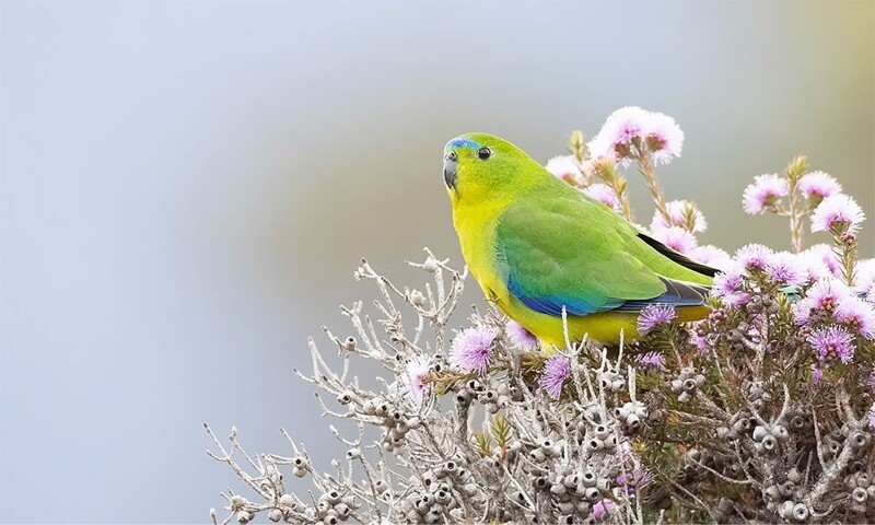 Май: Золотистобрюхий травяной попугайчик