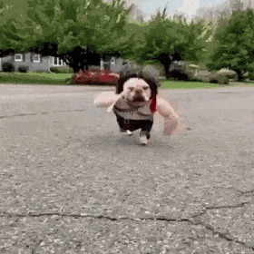 Собачьи гифки Собачьи гифки