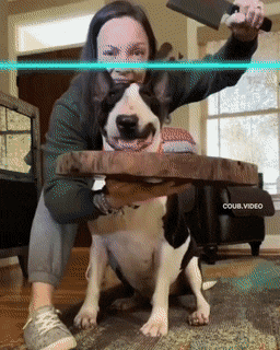 Собачьи гифки Собачьи гифки