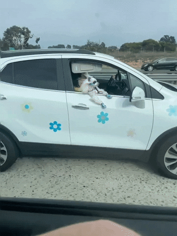 Собачьи гифки Собачьи гифки