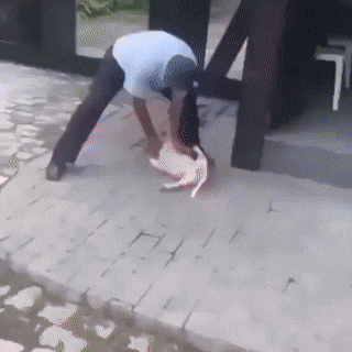 Собачьи гифки Собачьи гифки