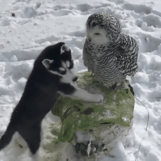 Собачьи гифки Собачьи гифки