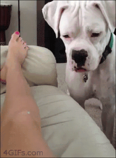 Собачьи гифки Собачьи гифки