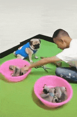 Собачьи гифки Собачьи гифки