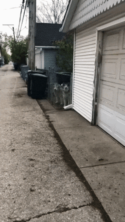 Собачьи гифки Собачьи гифки