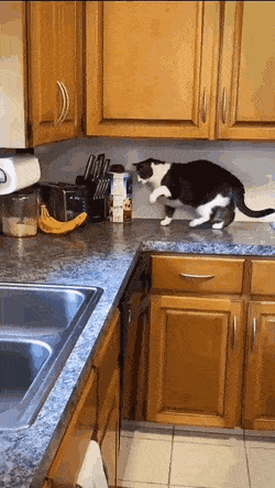 Кошачьи гифки