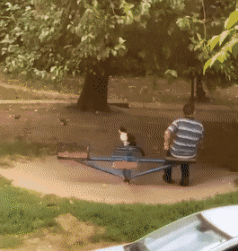 Кошачьи гифки