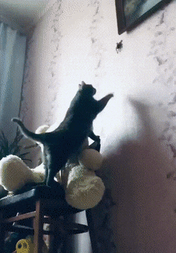 Кошачьи гифки