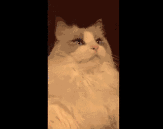 Кошачьи гифки