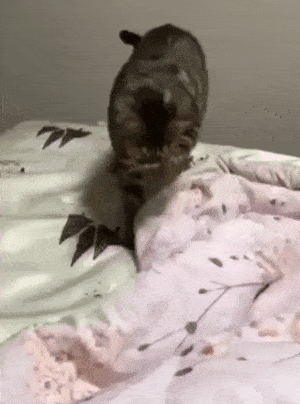 Кошачьи гифки