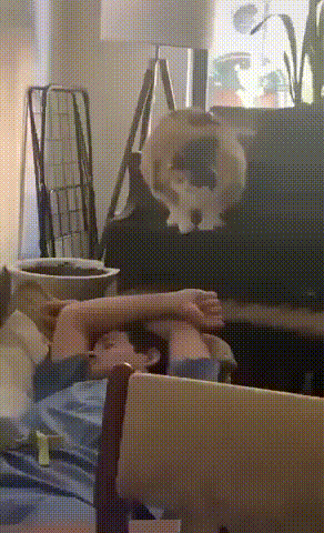 Кошачьи гифки