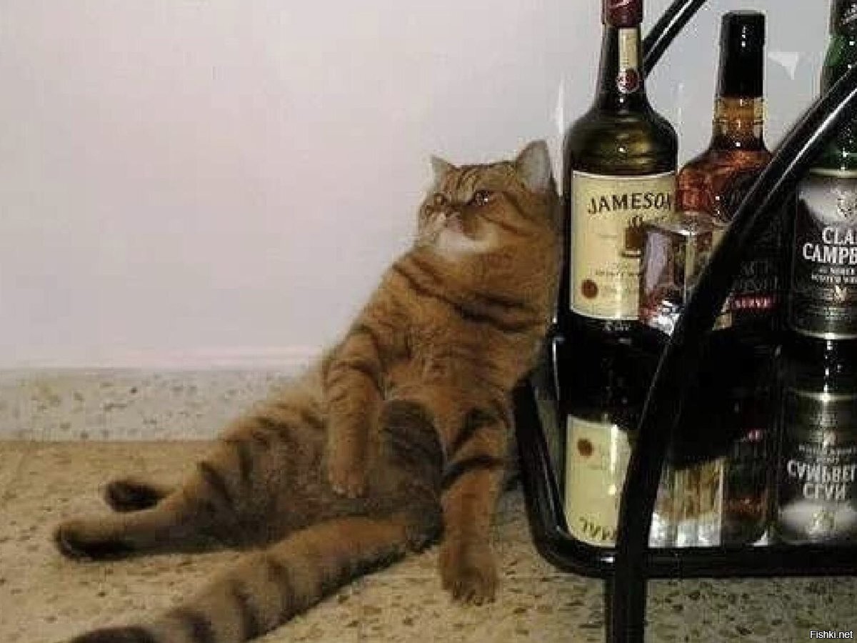 Выпили после работы. Котики и алкоголь. Кот с коньяком. Пьянка с котом.