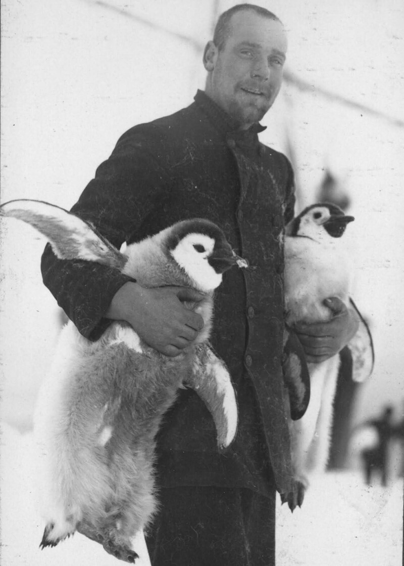 Штурман Хуберт Хадсон с птенцами императорских пингвинов